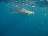 Djibouti - Squali balena nel Golfo di Aden - 4
